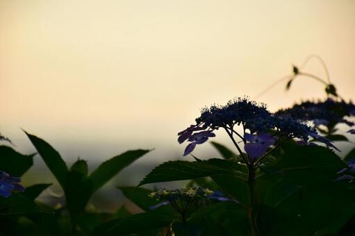 アジサイ07 アジサイ07の写真