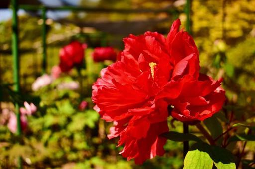 春の赤い牡丹の花 春の赤い牡丹の花 牡丹,ボタン,ボタンの花の写真素材
