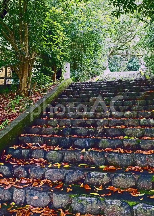 本堂への階段 光,落葉,階段の写真素材