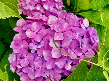 ピンク色の花と緑の葉 ピンク色の花と緑の葉 ピンクの花,緑の葉,鮮やかの写真素材