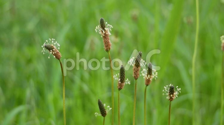 アニメのようなヘラオオバコの花 ヘラオオバコ,白,花の写真素材