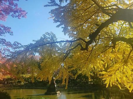 紅葉 紅葉の写真
