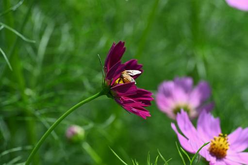 コスモス街道で撮ったコスモスの花 コスモス街道で撮ったコスモスの花の写真