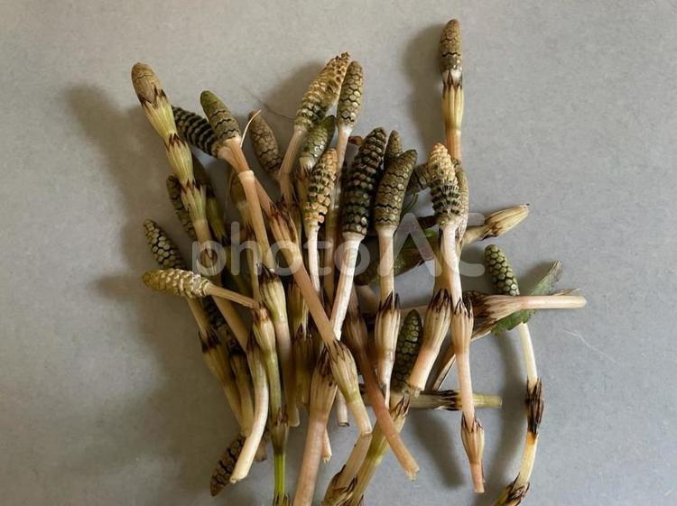 土筆　つくし　つくし摘み　春　野草料理 土筆,つくし,つくし摘みの写真素材