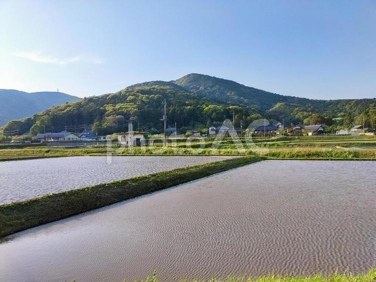 茨城県石岡市吉生の春の水田風景 水田,田圃,田んぼの写真素材