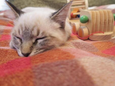 ねことオモチャ ねことオモチャの写真
