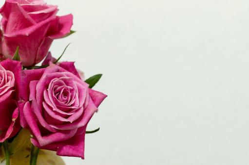 ピンク色のバラ 花,植物,ローズの写真素材