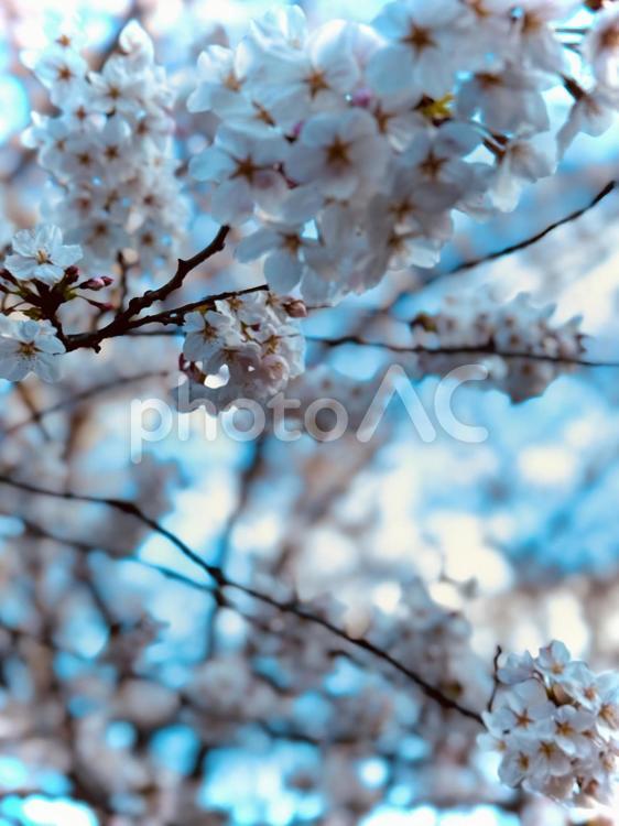 さくらとそら 桜,4月,春の写真素材