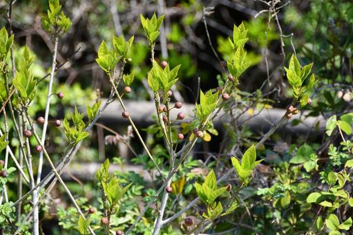 イヌビワの木 イヌビワ,実,葉の写真素材