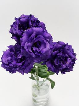紫色のトルコキキョウの花 紫色のトルコキキョウの花 花,トルコキキョウ,リシアンサスの写真素材