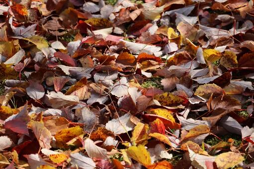 カラフルに色づく落ち葉の地面の風景 カラフル,色づく,落ち葉の写真素材