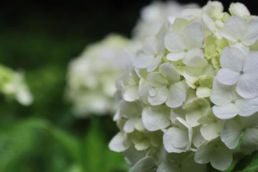 紫陽花 紫陽花の写真