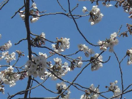 さくらのボケ背景-18 背景,ボケ,さくらの写真素材