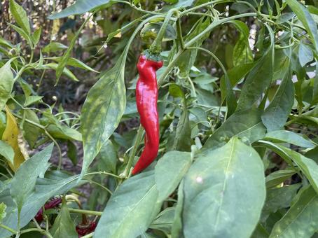 ししとう ししとう,野菜,畑の写真素材