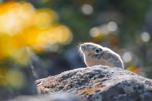 日向ぼっこ 秋,早朝,きらきらの写真素材