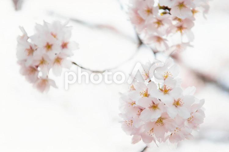 美しい桜 桜,ソメイヨシノ,春の写真素材