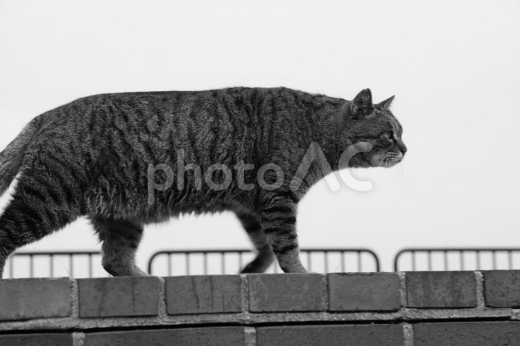 歩くネコ ねこ,野良,自然の写真素材