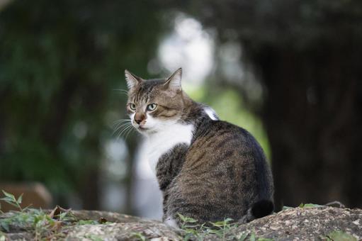 公園ネコ　沖縄県　那覇市の写真