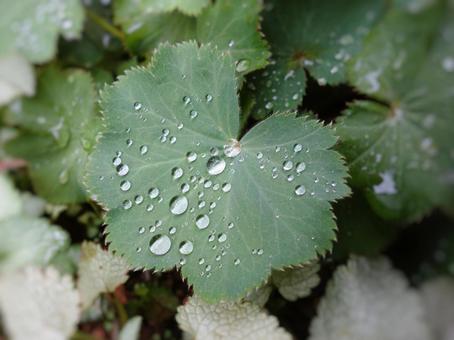 雨粒 雨粒の写真