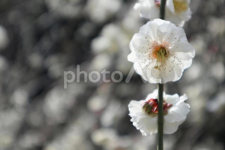 白い枝垂れ梅の花 しだれ梅,梅,梅の花の写真素材