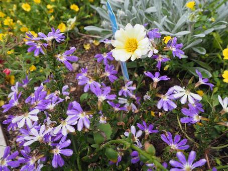 Photo, blue fan flower, suehirosou, suehiro grass, 