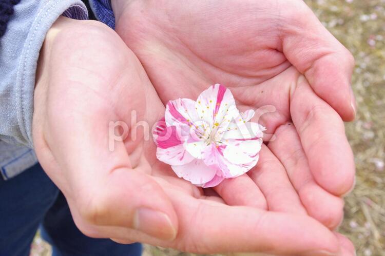 梅の花を持つ男性の手元３ 花,梅,うめの写真素材