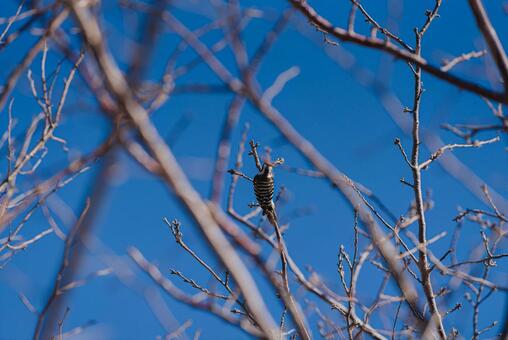 木に止まってつつくコゲラ コゲラ,ゲラ,キツツキの写真素材
