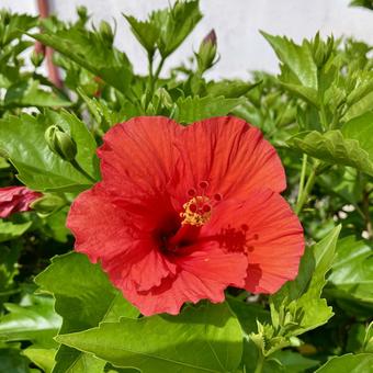 花★ハイビスカス 赤 花★ハイビスカス 赤 ハイビスカス,赤,フラワーの写真素材