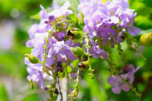 8月中旬の庭の陽の当たるデュランタの花 8月中旬の庭の陽の当たるデュランタの花の写真