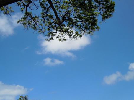 木と青空 木と青空 木,青空,雲の写真素材