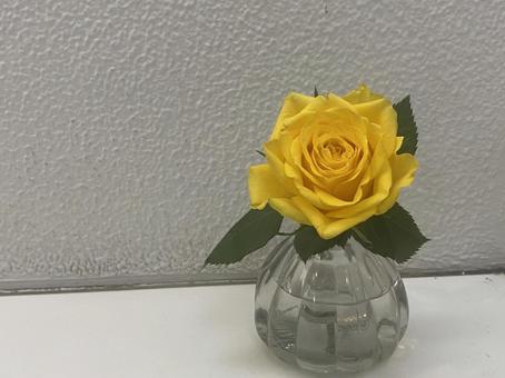 Photo, flower, vase, rose, 