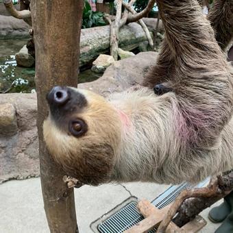 ナマケモノ ナマケモノの写真