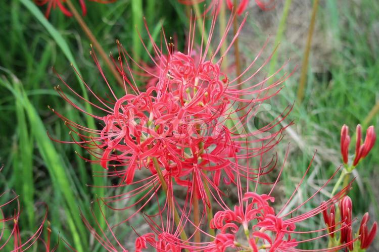 秋　ヒガンバナ 彼岸花,秋の花,ヒガンバナ科の写真素材