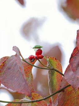 カメムシ カメムシ カメムシ,虫,昆虫の写真素材