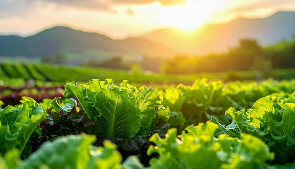 野菜・レタスの葉っぱのアップ 野菜・レタスの葉っぱのアップの写真