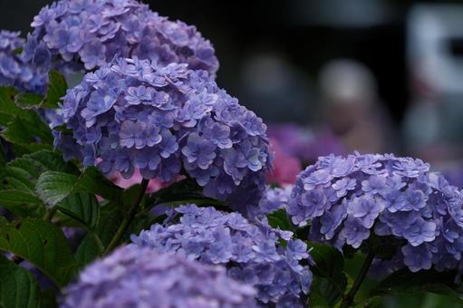 アジサイ アジサイ アジサイ,花,flowerの写真素材