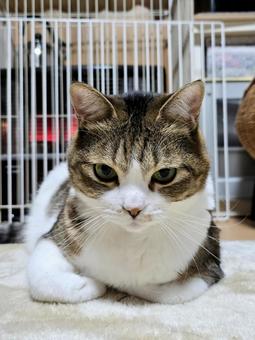 ストーブの前の猫 猫,ネコ,ストーブの写真素材