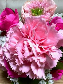 かわいいピンク カーネーション,花,ピンクの写真素材