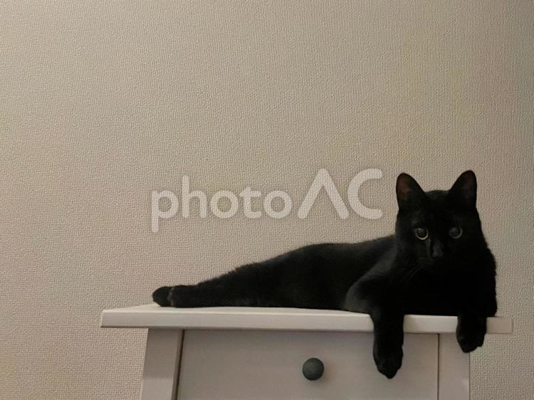 くつろぐ黒猫の子猫 黒猫,子猫,ネコの写真素材
