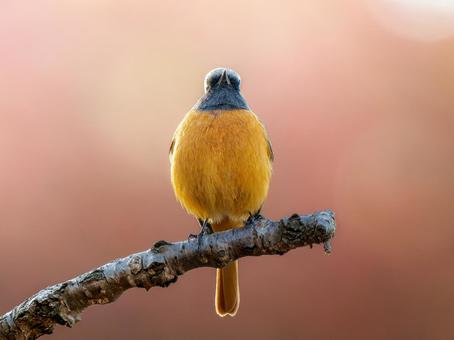 枝にとまるジョウビタキのオス ジョウビタキ,ジョビオ,ジョウビタキのオスの写真素材