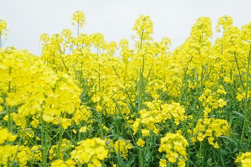 菜の花 菜の花,春,菜の花畑の写真素材