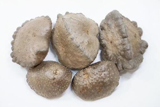 宇宙芋 宇宙芋,エアーポテト,芋の写真素材