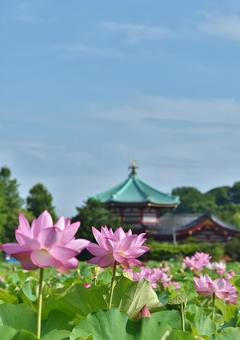 Ohga lotus of Shinobazu Pond, JPG
