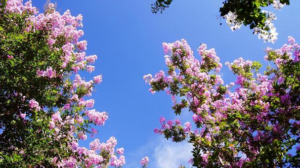 百日紅-239の写真