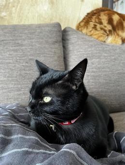 黒猫 黒猫の写真