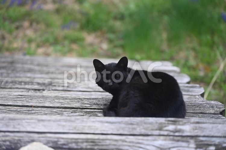 寝起きの黒猫 黒猫,猫,ノラ猫の写真素材