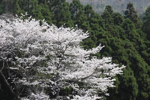 Mountain cherry blossoms, JPG Mountain cherry blossoms, JPG