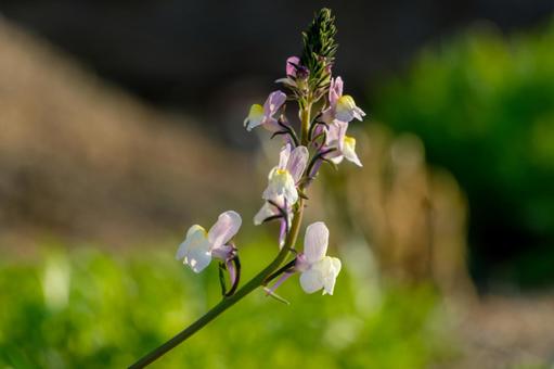 淡い光に包まれたマツバウンランの花 淡い光に包まれたマツバウンランの花の写真