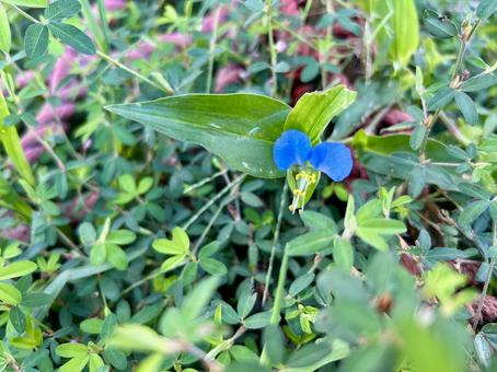 ツユクサ(ボウシバナ)の青い花 ツユクサ(ボウシバナ)の青い花の写真