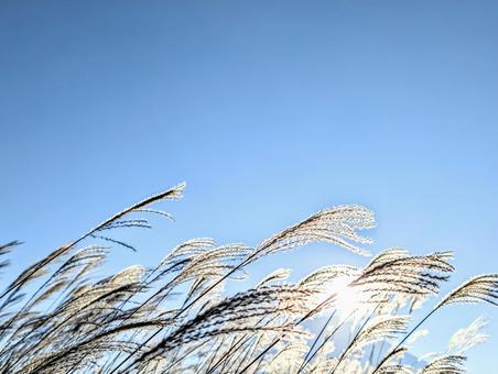 富士の日の出に光るすすき 植物,すすき,日の出の写真素材